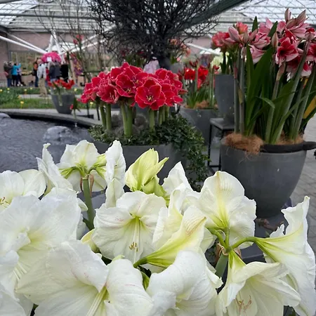 Il Mulino House B Апартаменты Лиссе